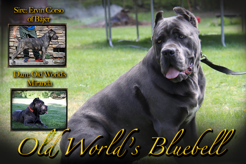 old world cane corso bluebell